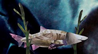 S1 Ep9: Why Most Sand Tiger Sharks Die in the Womb