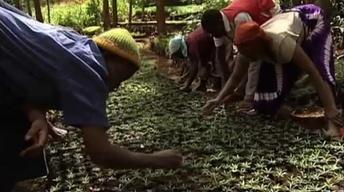 S10 Ep19: Wangari Maathai Sees the Forest for the Trees