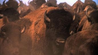 S13 Ep20: Is There Room for the American Bison in America An