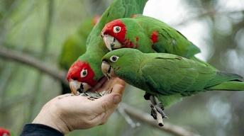 The Wild Parrots of Telegraph Hill - Video Extra image