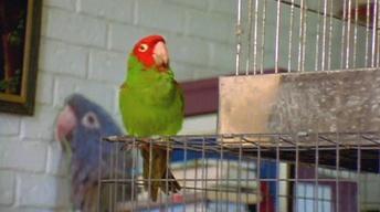 The Wild Parrots of Telegraph Hill - Clip 1 image