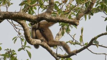 Gibbons