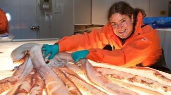 Giant Squid