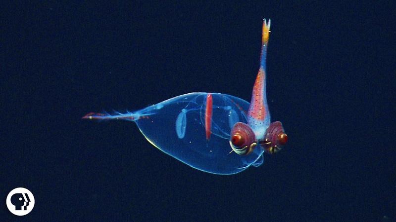 S3 Ep3: Eight Incredible Deep Sea Oddities