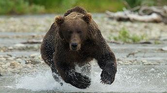 Katmai: Alaska's Wild Peninsula