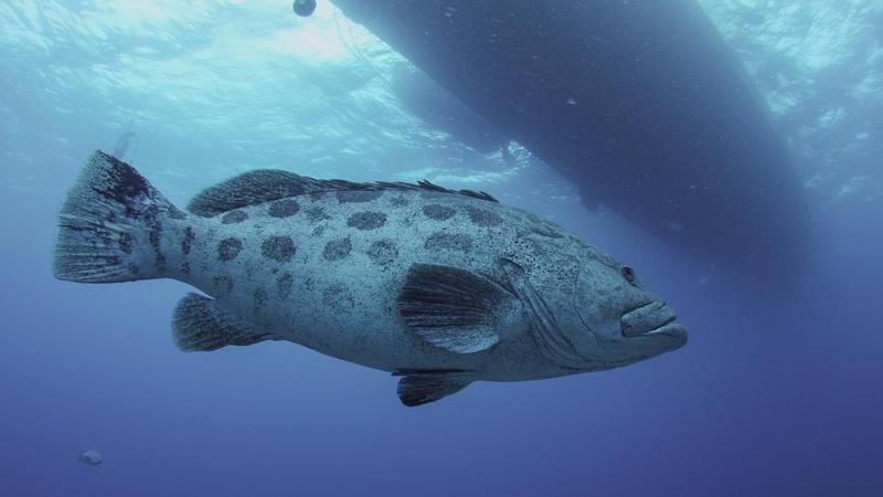 Watch The Reef Online Facebook Watch The Reef Online Facebook