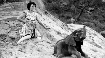 The Elephant Who Found a Mom - Preview