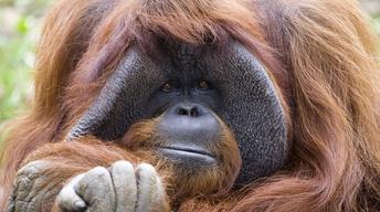 The Ape Who Went to College - Preview