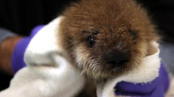 S32 Ep1: Saving Otter 501