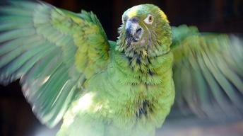 S32 Ep9: Parrot Confidential