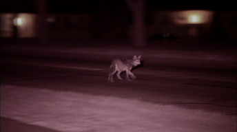 S32 Ep4: Field Study: The Original Coyote and its Chicagolan