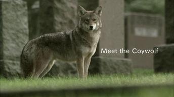 Meet the Coywolf image