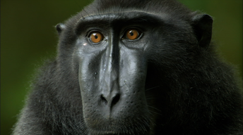 S31 Ep4: Life Inside a Crested Black Macaque Troop