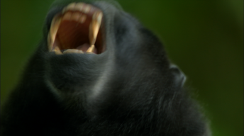 Why Crested Black Macaques Fight image