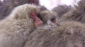 S32 Ep10: Trailer: Snow Monkeys