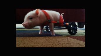 S32 Ep8: Meet Chris P. Bacon, Pig in a Wheelchair
