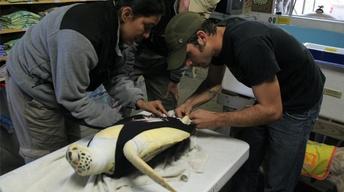 S31 Ep8: Sea Turtle With One Flipper Gets New Rudder Prosthe