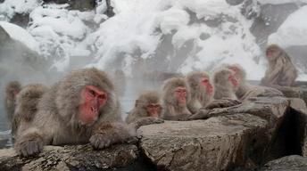 S32 Ep16: Snow Monkeys