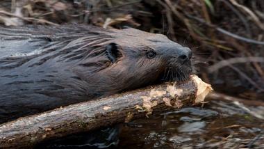 Leave It To Beavers | Beaver Fact Sheet: Everything You Need To Know ...