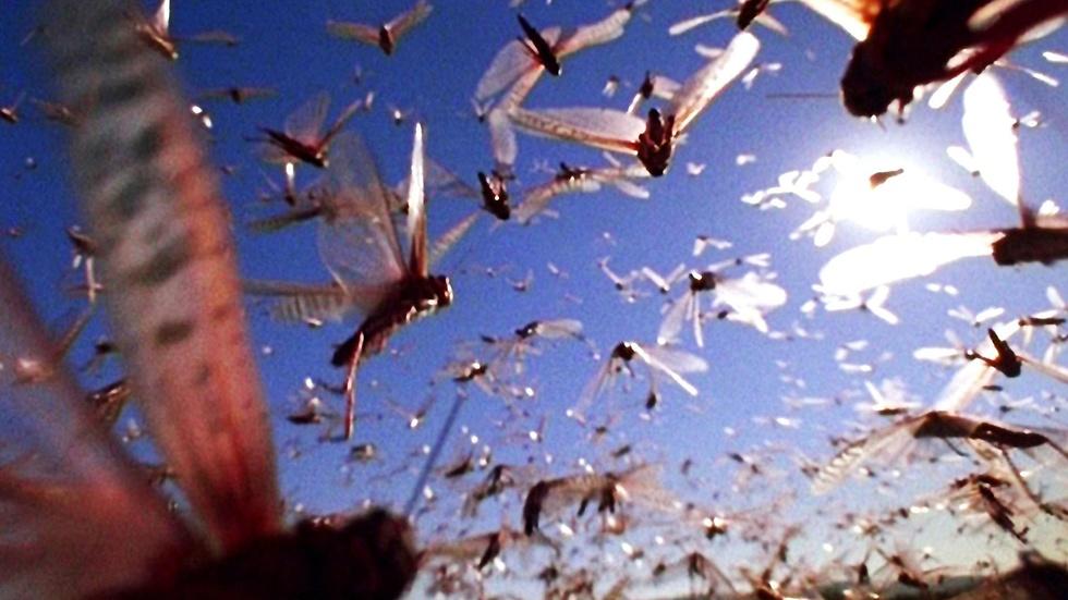 S32 Ep12: The Gathering Swarms | Preview image