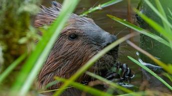 S32 Ep17: Leave it to Beavers