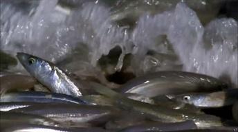 S31 Ep12: Gulf Grunion Beach Spawning