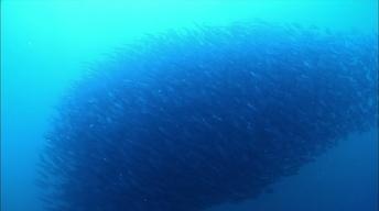 S32 Ep12: Sardine Run in South Africa