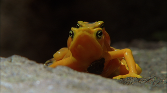S32 Ep13: Golden Frogs Make Waves
