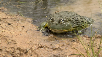 S31 Ep13: Bullfrog Dad Protects the Brood