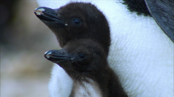 S33 Ep15: Penguins: Spy in the Huddle - Part 2