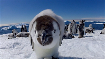 S1: Penguins: Spy in the Huddle - Part 3