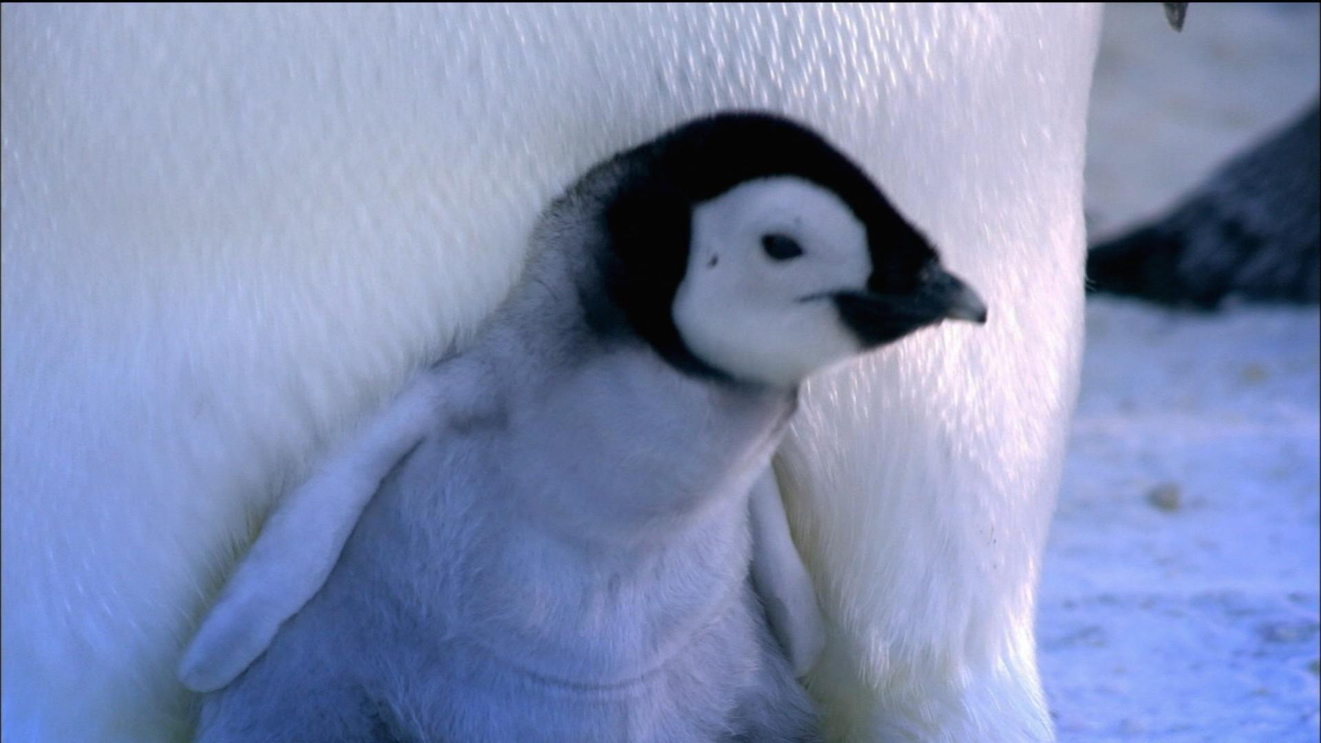 Watch Full Episodes Online of Nature on PBS | Baby Emperor Penguin Emerges from Shell
