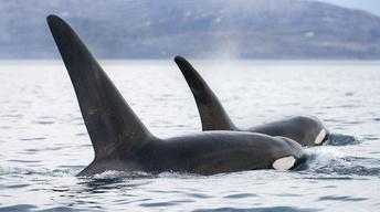 S33 Ep6: Invasion of the Killer Whales