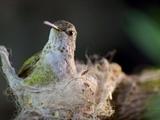 Nature | Hummingbird Builds Tiny Nest