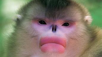 S33 Ep14: Mystery Monkeys of Shangri-La