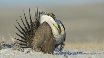 S33 Ep16: The Sagebrush Sea