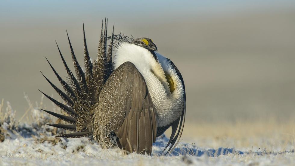 S33 Ep13: The Sagebrush Sea image