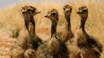 S34 Ep14: Baby Ostriches Hatching