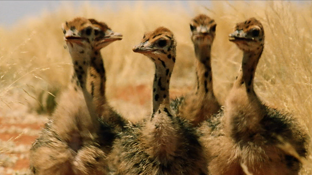 Baby Ostriches Hatching