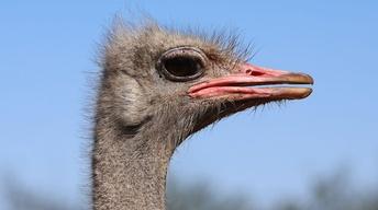 S34 Ep14: Big Birds Can't Fly - Preview