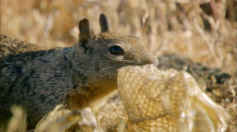 S34 Ep11: Squirrels Mask Scent with Rattlesnake Skin