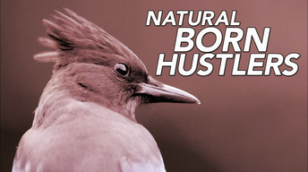 S34 Ep11: Natural Born Hustlers | Episode 1 | Preview