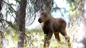 S34 Ep10: Moose: Life of a Twig Eater