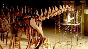 S34 Ep7: Giant Dinosaur Skeleton Assembled in 60 Seconds!