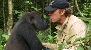 S34 Ep1: Gorilla Reunites with Old Friend