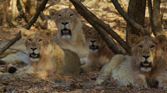 S34 Ep5: India's Wandering Lions | Preview