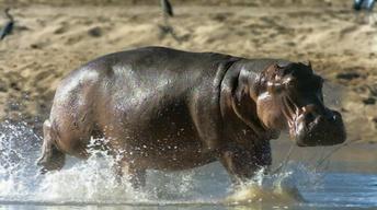 S34 Ep4: How Do Hippos Get Clean?