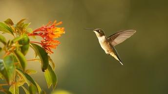 S35 Ep1: Super Hummingbirds