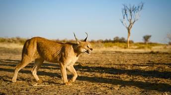 S35 Ep4: The Story of Cats | Asia to Africa