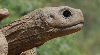 S35: Coming Soon: Spy in the Wild, A NATURE mini-series